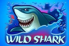Wild Shark review