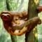 amazing-amazonia-sloth-60x60s